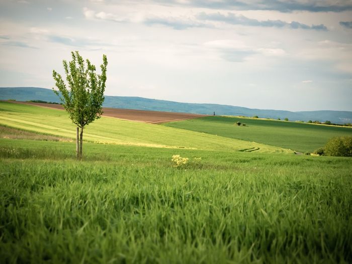 Scenic view of agricultural field against sky