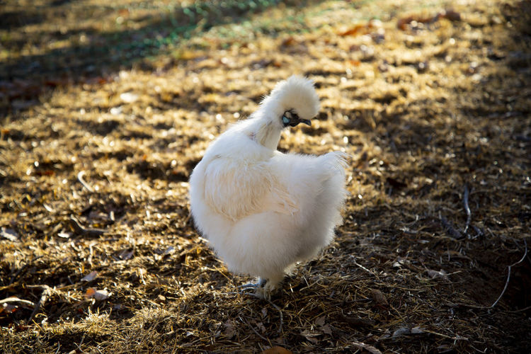 Close-up of a bird on field