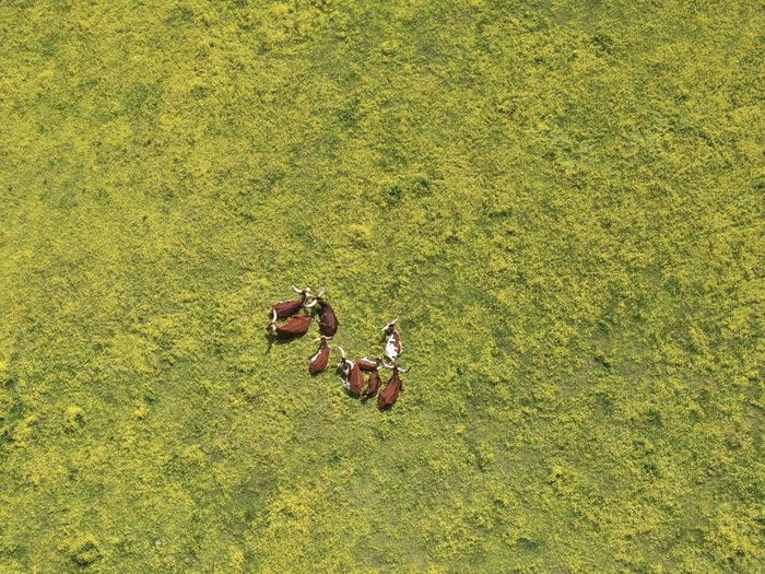 High angle view of longhorns in field