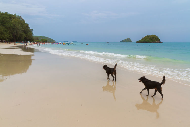 Two big black dogs on beach