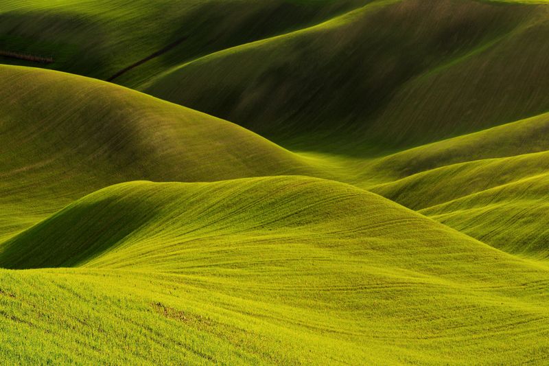 Full frame shot of green landscape
