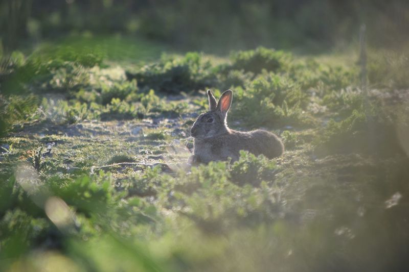 Rabbit sitting on field