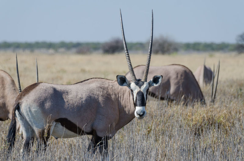 Group of oryx antelopes standing in dry grass, etosha national park, namibia