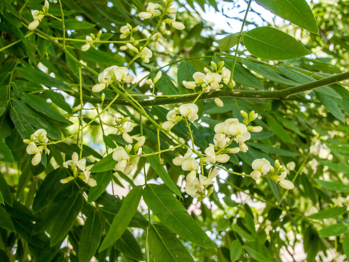 Low angle view of flower tree