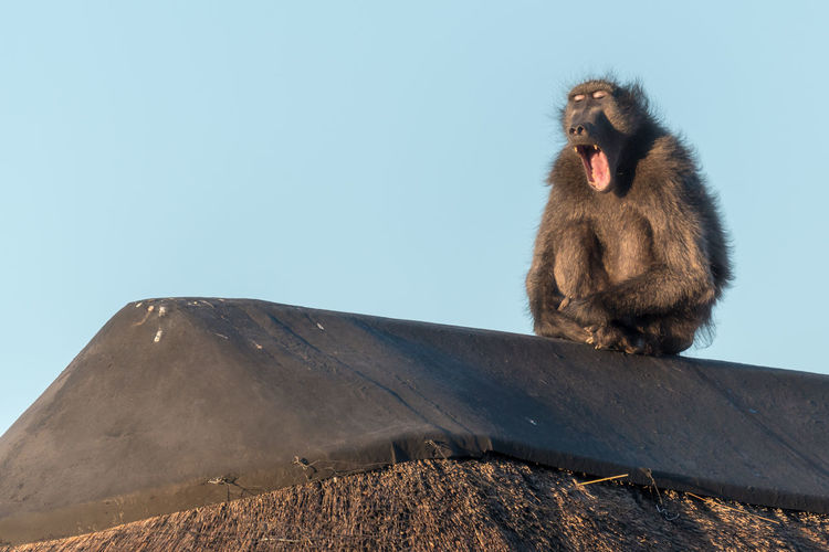 Low angle view of monkey sitting on mountain against clear sky