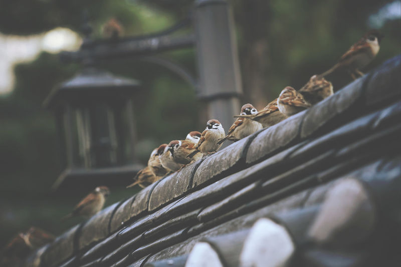 Low angle view of sparrows perching on roof