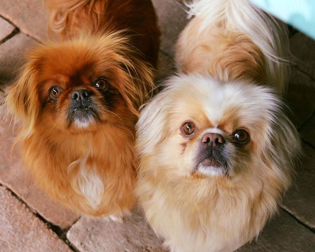 High angle view of pekingese dogs on paving stone