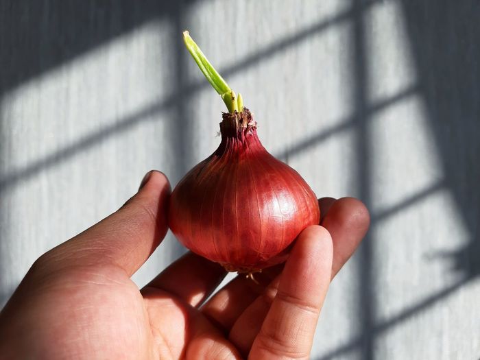 Hand holding an onion with new leaves