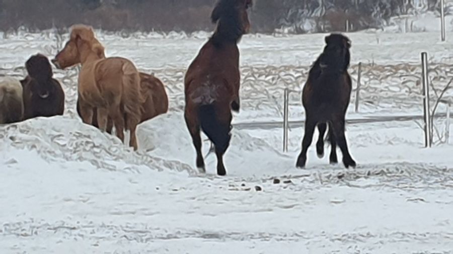 View of horses on snow covered land