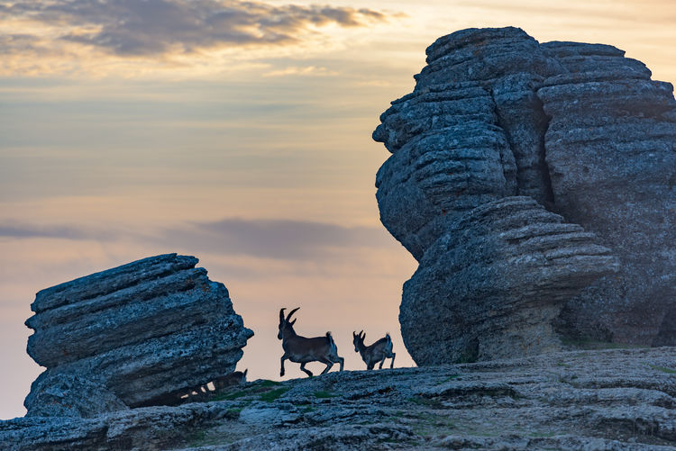 Mountain goats running on rock formation against cloudy sky during sunset