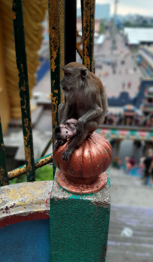 Close-up of monkey on metal railing