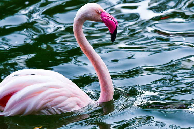 Close-up of a flamingo in a lake