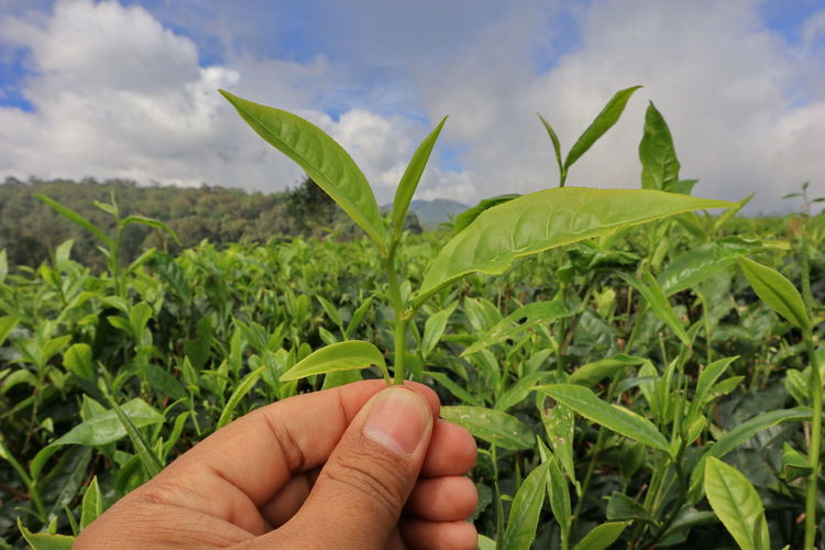 Hands holding tea leaves with a view of the beauty of pagilaran tea plantations