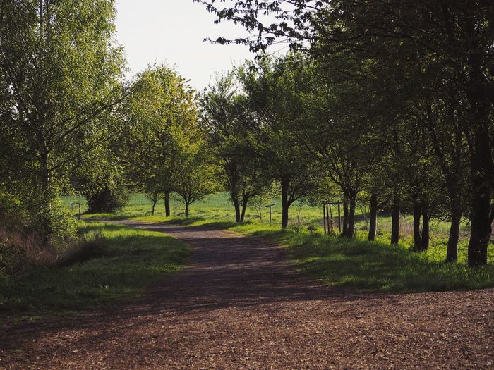 Trees on landscape