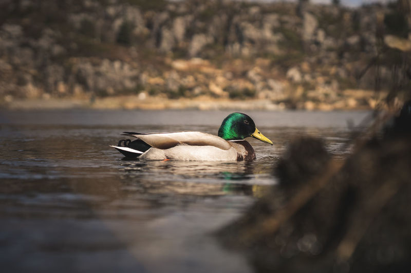 Duck swimming in lake