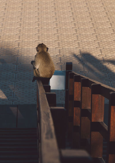 High angle view of monkey sitting on railing 