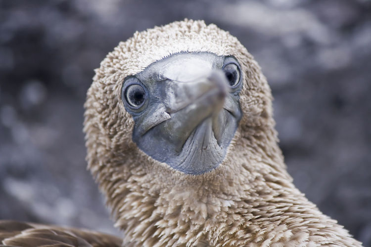 Curious blue-footed boobie on galapagos