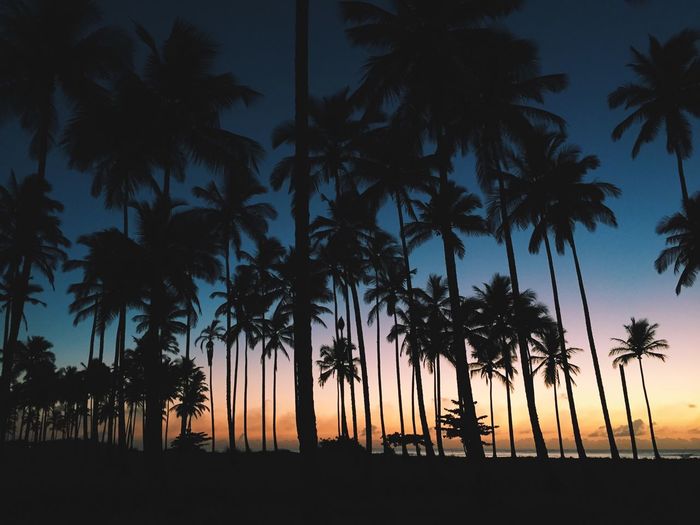 Silhouette of palm trees against sky during sunset