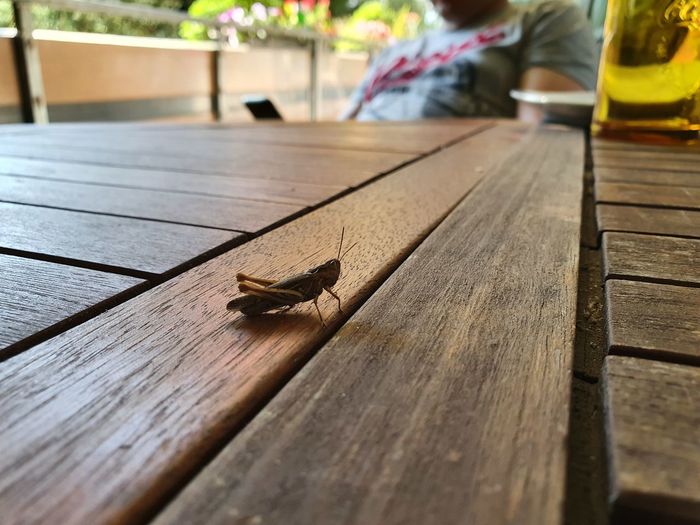 Close-up of insect on wooden table
