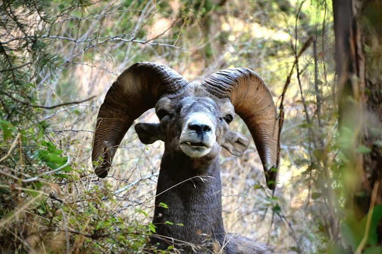 Portrait of ram in forest