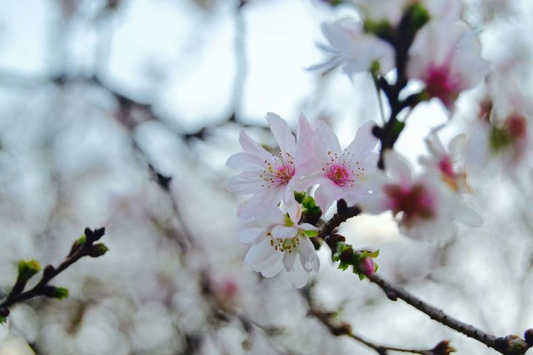 Close-up of cherry blossoms growing on tree