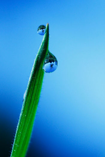 Close-up of lizard against blue background