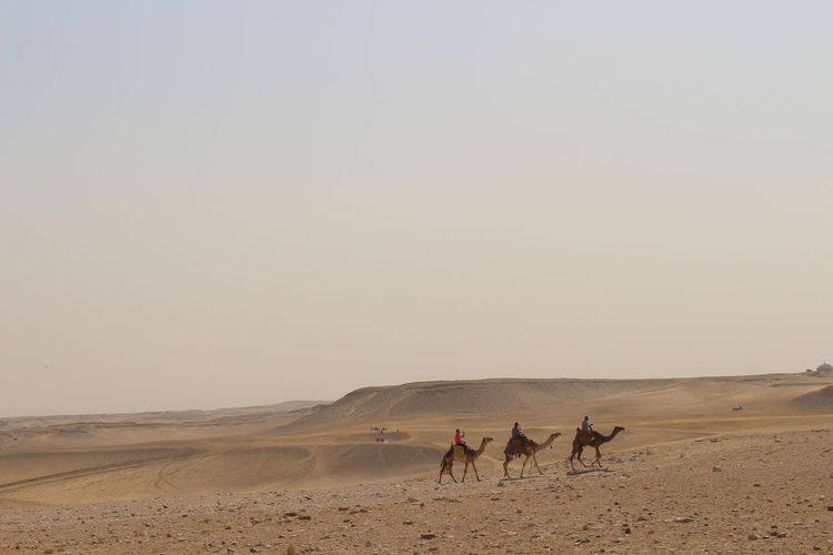 Tourists riding camels in desert