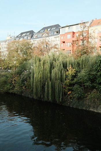 Plants growing by river and buildings against sky