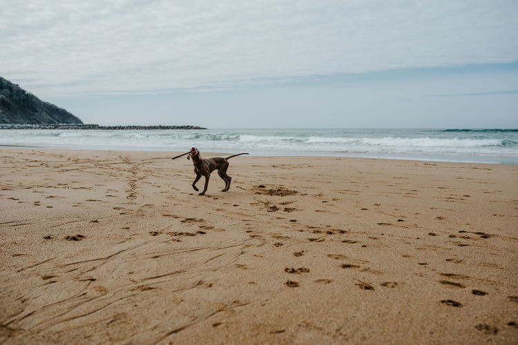 Cute weimaraner dog with gray coat playing with wooden stick on sandy shore with traces near waving sea in coastal area