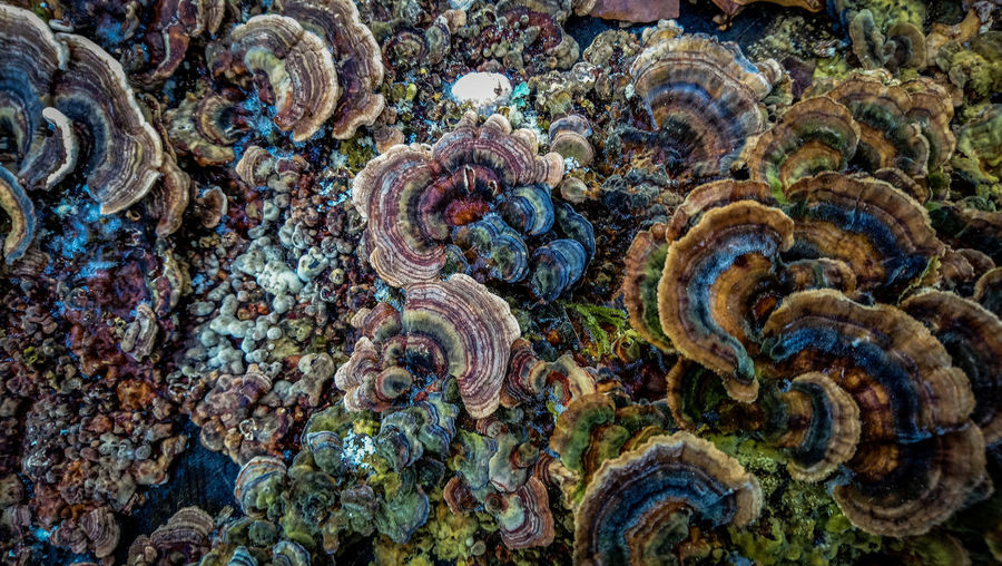 Close-up of seashell on sea