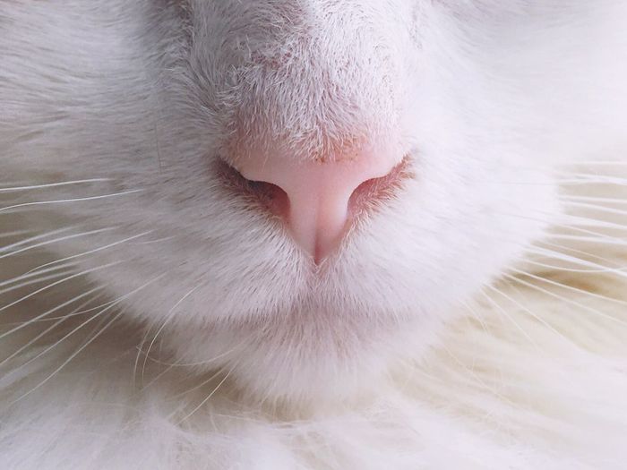 Close-up of cat mouth