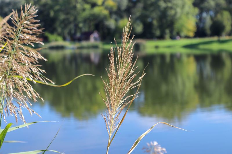 Close-up of reed grass against lake