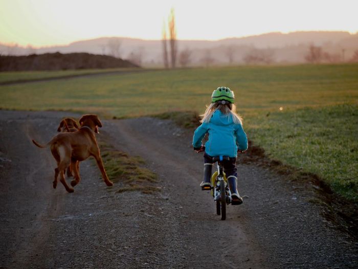 Girl riding bicycle by dogs on road