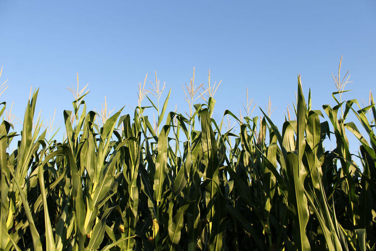 Crops growing on field against clear blue sky