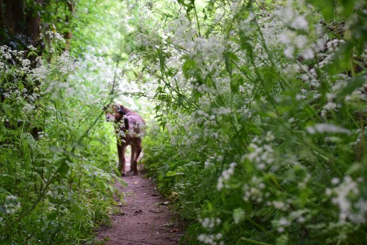 Rear view of dog walking on footpath amidst trees
