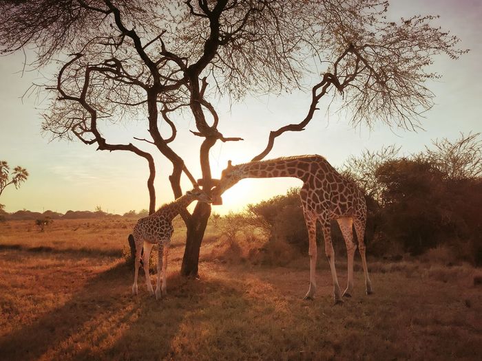 Baby and mother giraffe in the sunset