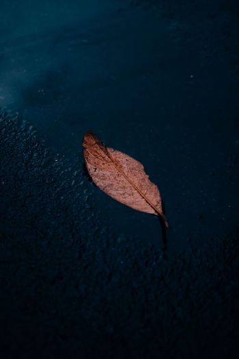 High angle view of dry leaf floating on water