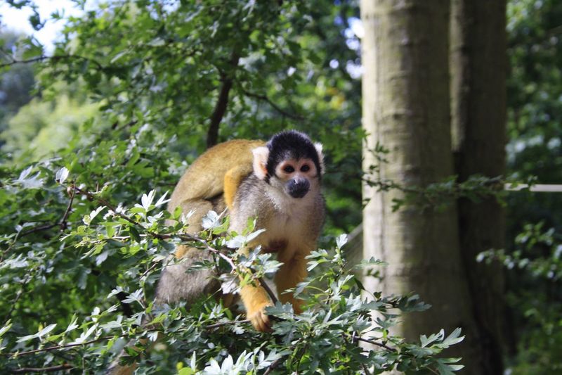 Squirrel monkey and infant on branch in forest