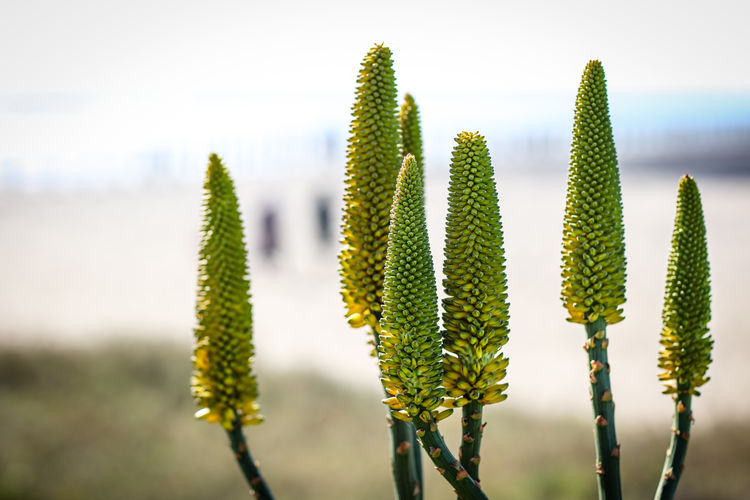 Flowering aloes at the seaside