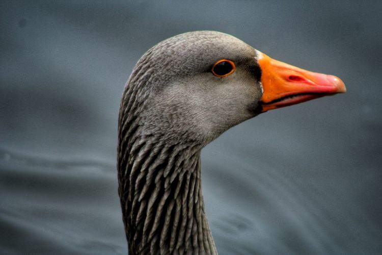 Close-up of goose on lake