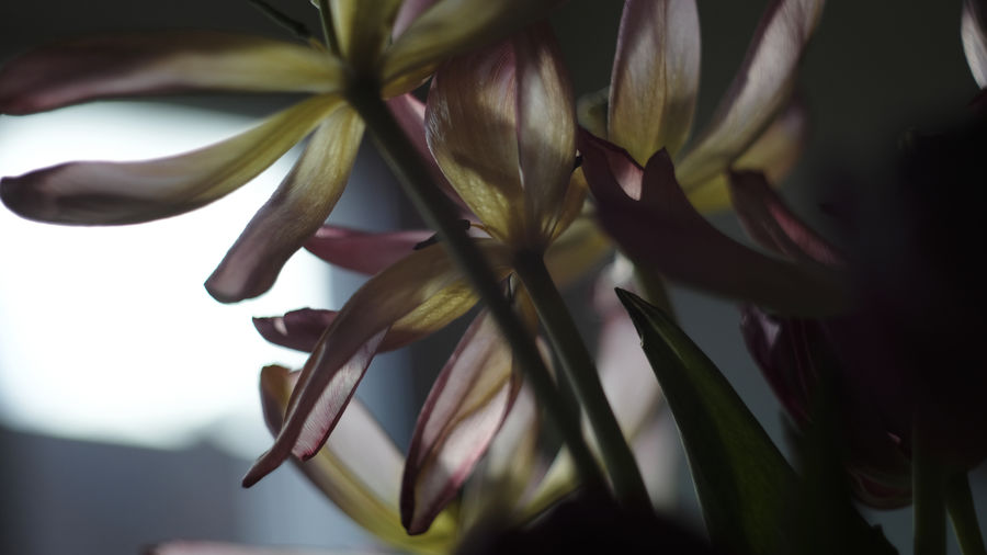 Close-up of flowering plant