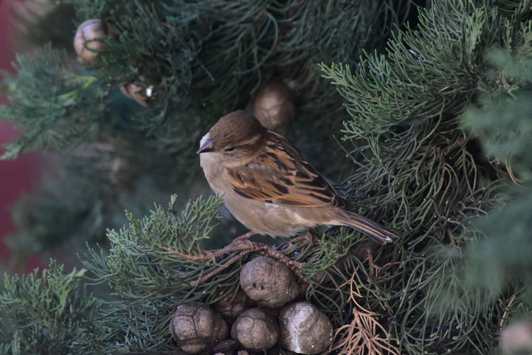 Close-up of bird perching on pine tree
