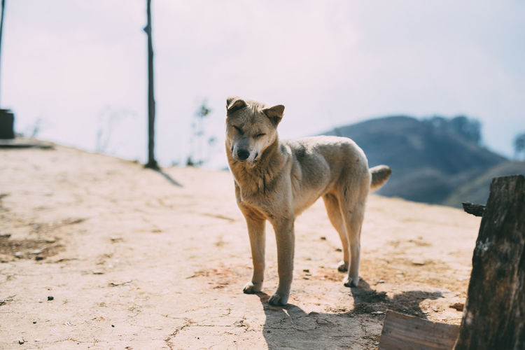 Portrait of a dog on landscape