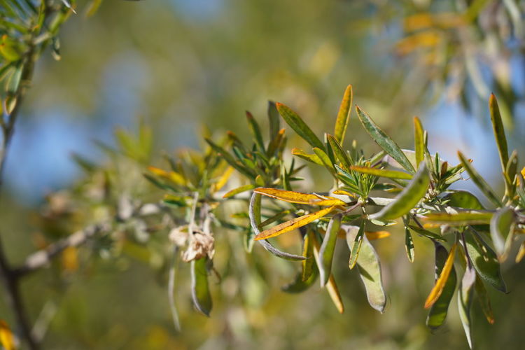 Close-up of flowering plant