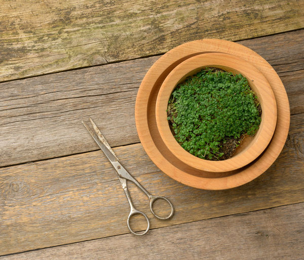 Green sprouts of chia, arugula and mustard in a wooden spoon on a gray background from old 