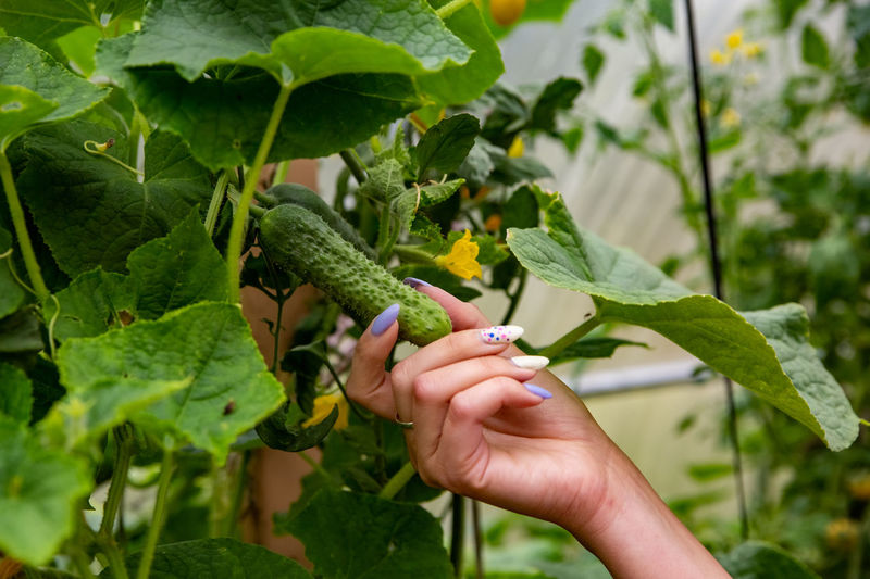 Faceless woman gardener harvests cucumber plants in farmhouse. close-up of hand holding leaf 