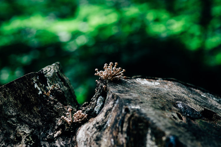 Close-up of fungus on tree