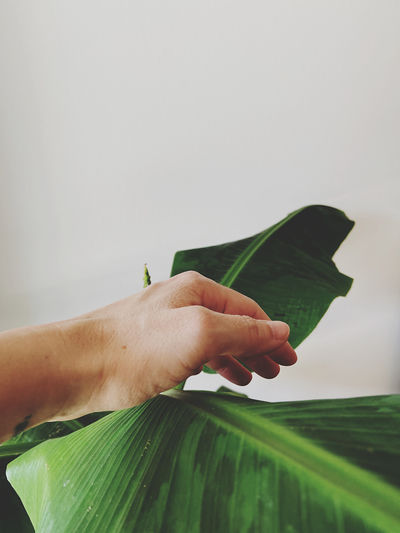 Close-up of hand holding leaves
