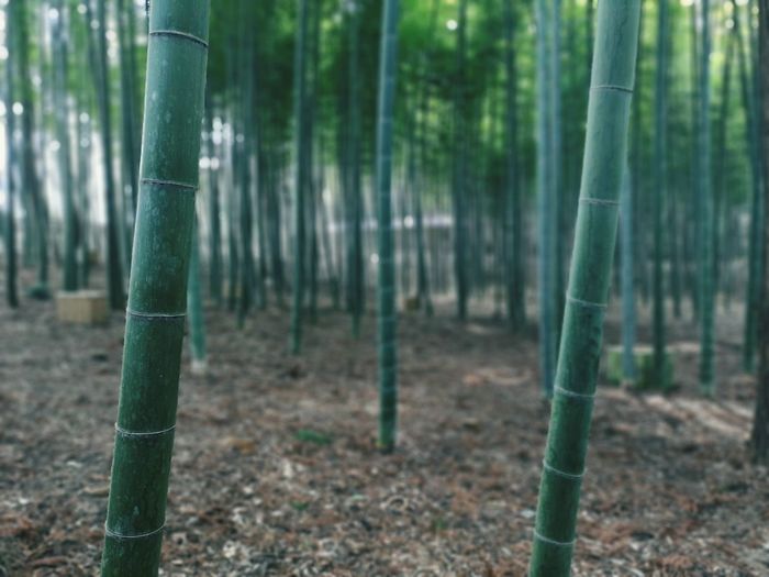 Bamboo trees in the forest