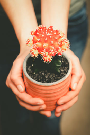 Close-up of hands holding potted plant